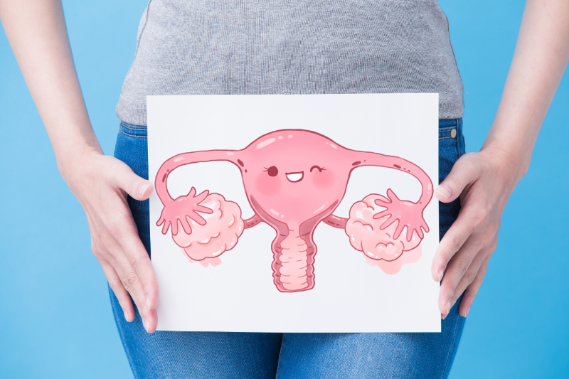 Main uterus 2